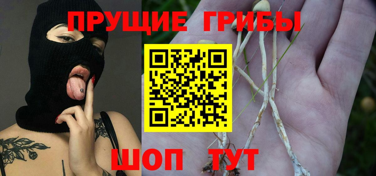 Галлюциногенные грибы Psilocybe Сухой Лог